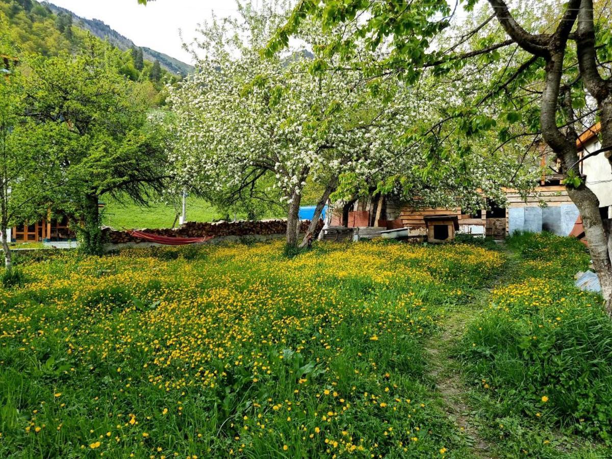 Girgola Bed & Breakfast Mestia Dış mekan fotoğraf